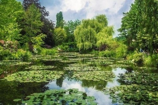 Lush green garden pond with water lilies and willow trees on a sunny day.