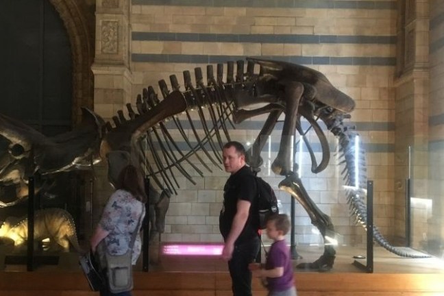 Visitors view a large dinosaur skeleton displayed in a museum.