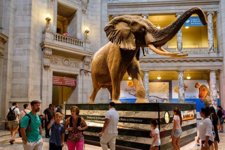 People viewing a large elephant statue in a museum with ornate architecture.