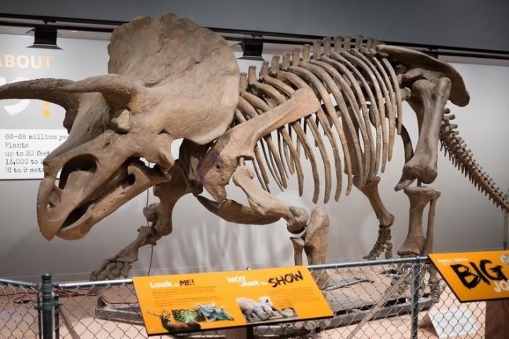 Triceratops skeleton on display in a museum, surrounded by informational panels.