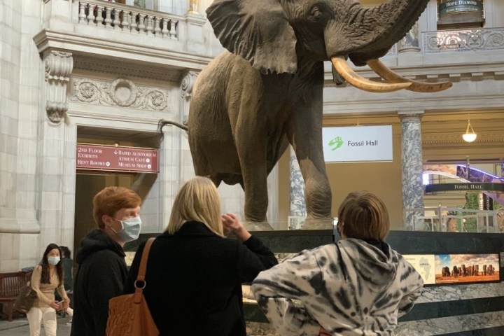 Visitors wearing masks observe a large elephant statue in a museum's Fossil Hall.