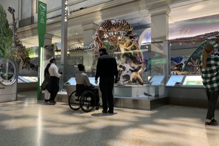 People exploring dinosaur skeletons in a museum exhibit, including one person in a wheelchair.