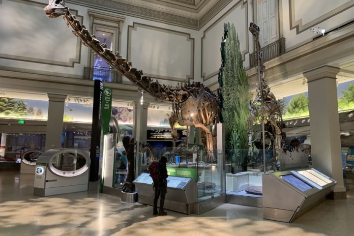 Person viewing a large dinosaur skeleton exhibit in a museum hall.