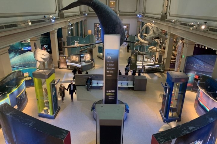 Museum ocean exhibit with marine life models and informational displays.