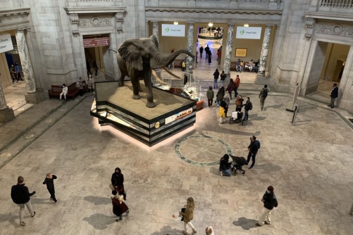 Museum entrance hall with large elephant statue and people walking around.