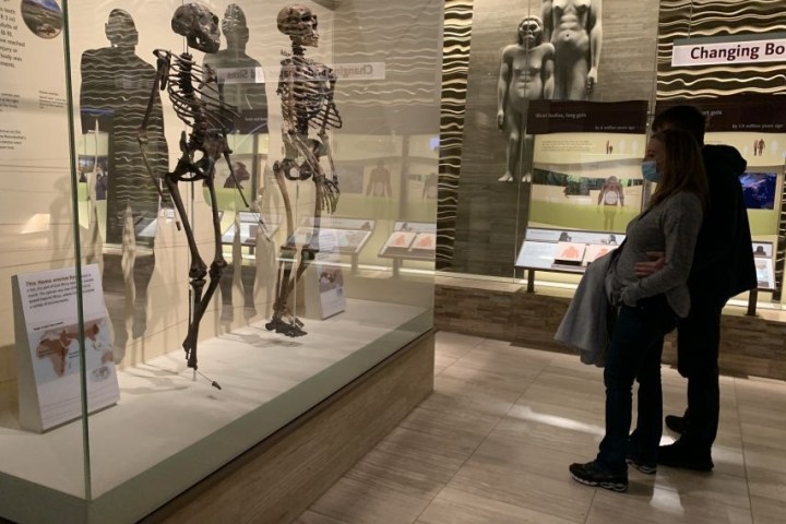 People viewing skeleton displays in a museum exhibit.