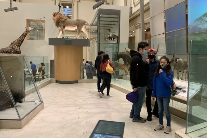 Museum visitors view animal displays, including a lion and giraffe, in a glass-enclosed exhibit area.