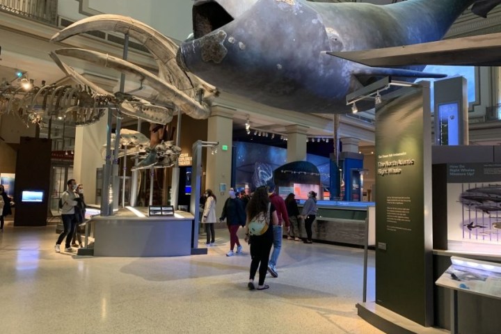 People viewing large whale and skeleton exhibits in a museum gallery.