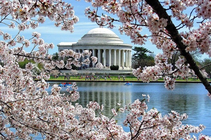 Cherry blossoms frame the Jefferson Memorial near a reflecting pool on a clear day.