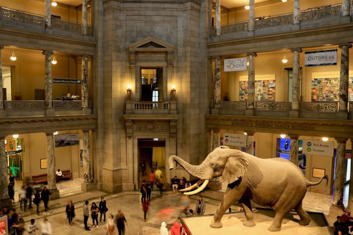 A life-sized elephant statue in a museum lobby with people walking around.