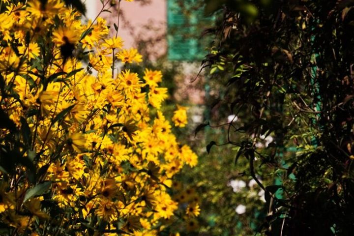 Yellow flowers and foliage with blurred house and green shutters in background.