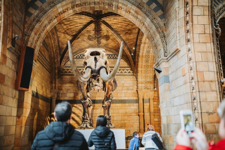 Visitors admire a mammoth skeleton in a museum with arched stone architecture.