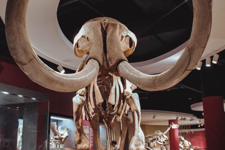 Front view of a mammoth skeleton with large tusks in a museum exhibit.