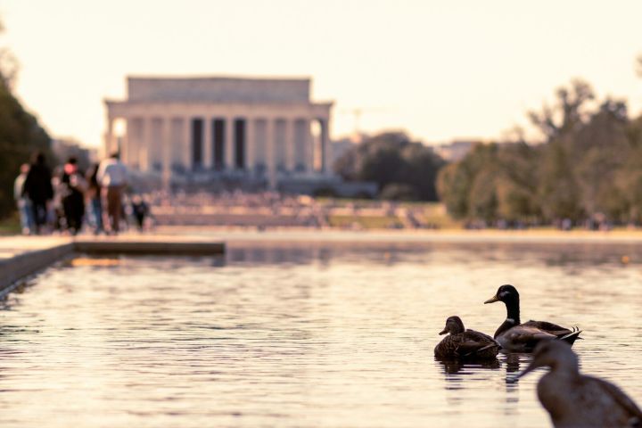 Ducks on reflecting pool with a large monument in the background, people walking nearby.