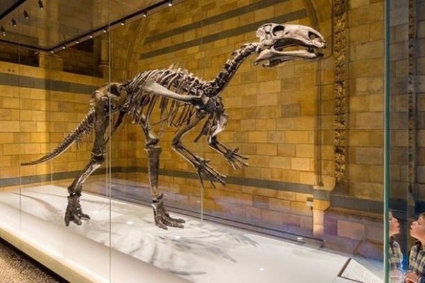 Child looks at dinosaur skeleton displayed in a museum.