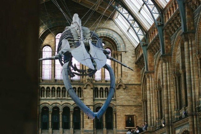 Whale skeleton suspended in a large, ornately designed museum hall.