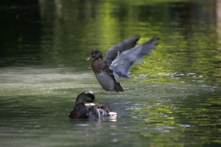 Two ducks on a pond, one flapping its wings, surrounded by green reflections.